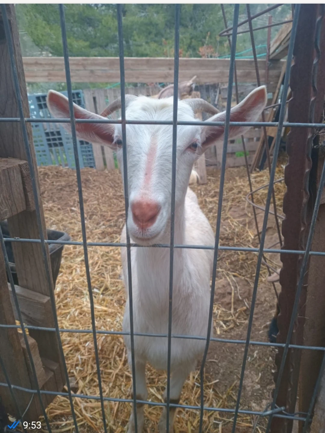 עיזה, המלטה ראשונה ושתי גדעיות שלה זכר ונקבה (חמש שבועות) למכירה 1500₪. אפשר גם 