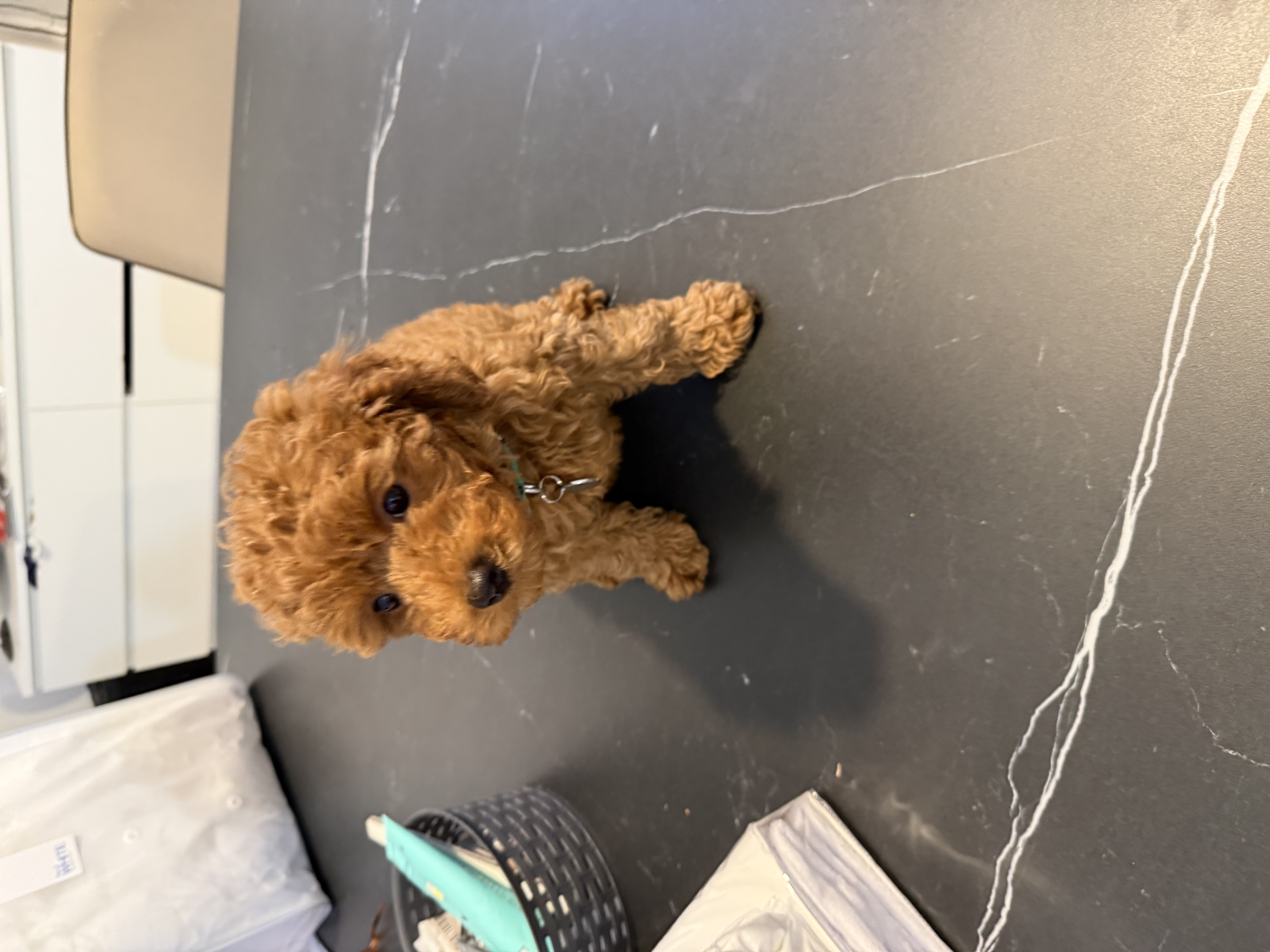 למכירה………????
פודלית טוי יפיפיה
בת חודשיים וחצי.
מחוסנת חיסון ראשון
כל הקודם זו