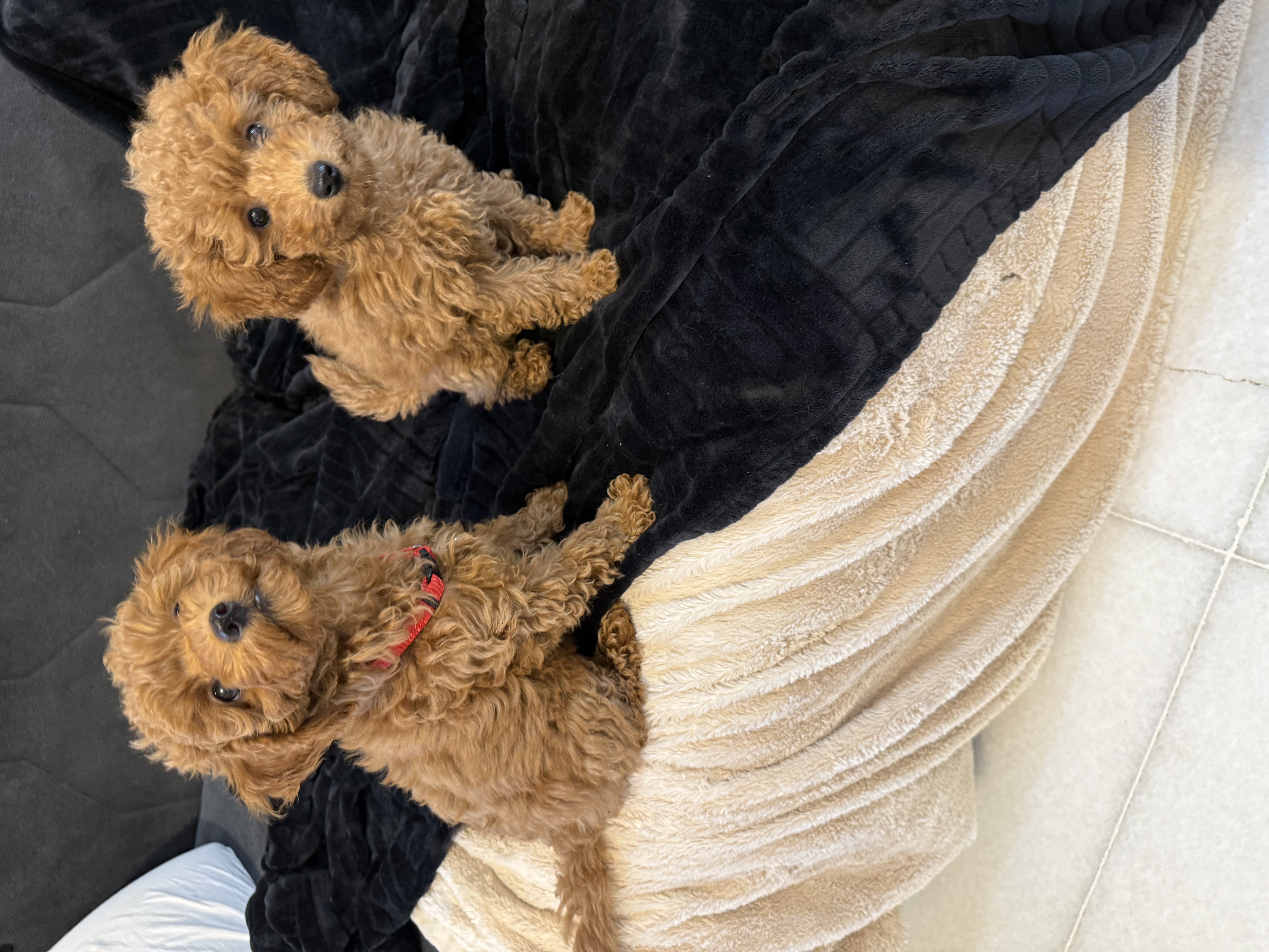 למכירה………????
פודלית טוי יפיפיה
בת חודשיים וחצי.
מחוסנת חיסון ראשון
כל הקודם זו