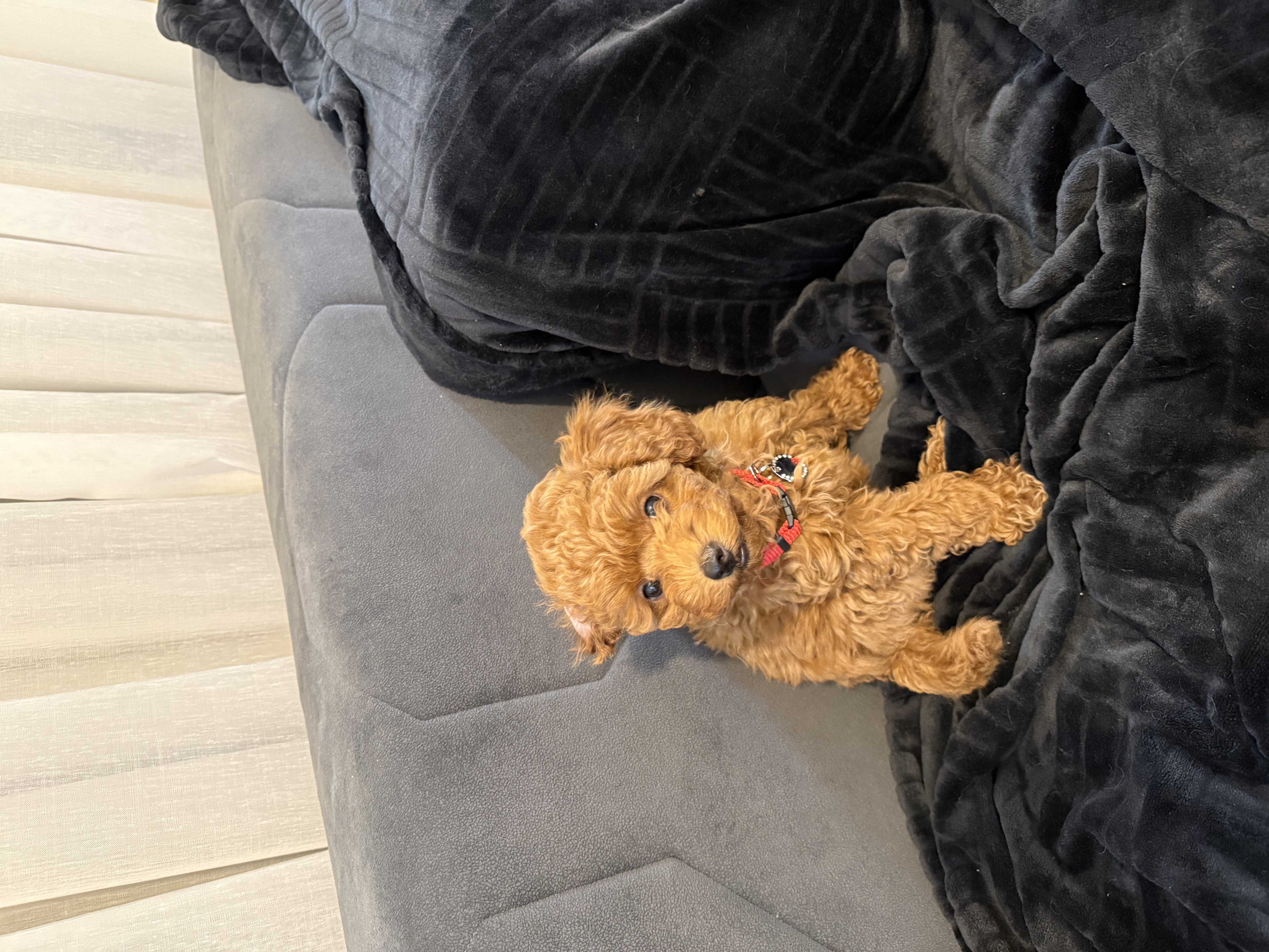 למכירה………????
פודלית טוי יפיפיה
בת חודשיים וחצי.
מחוסנת חיסון ראשון
כל הקודם זו