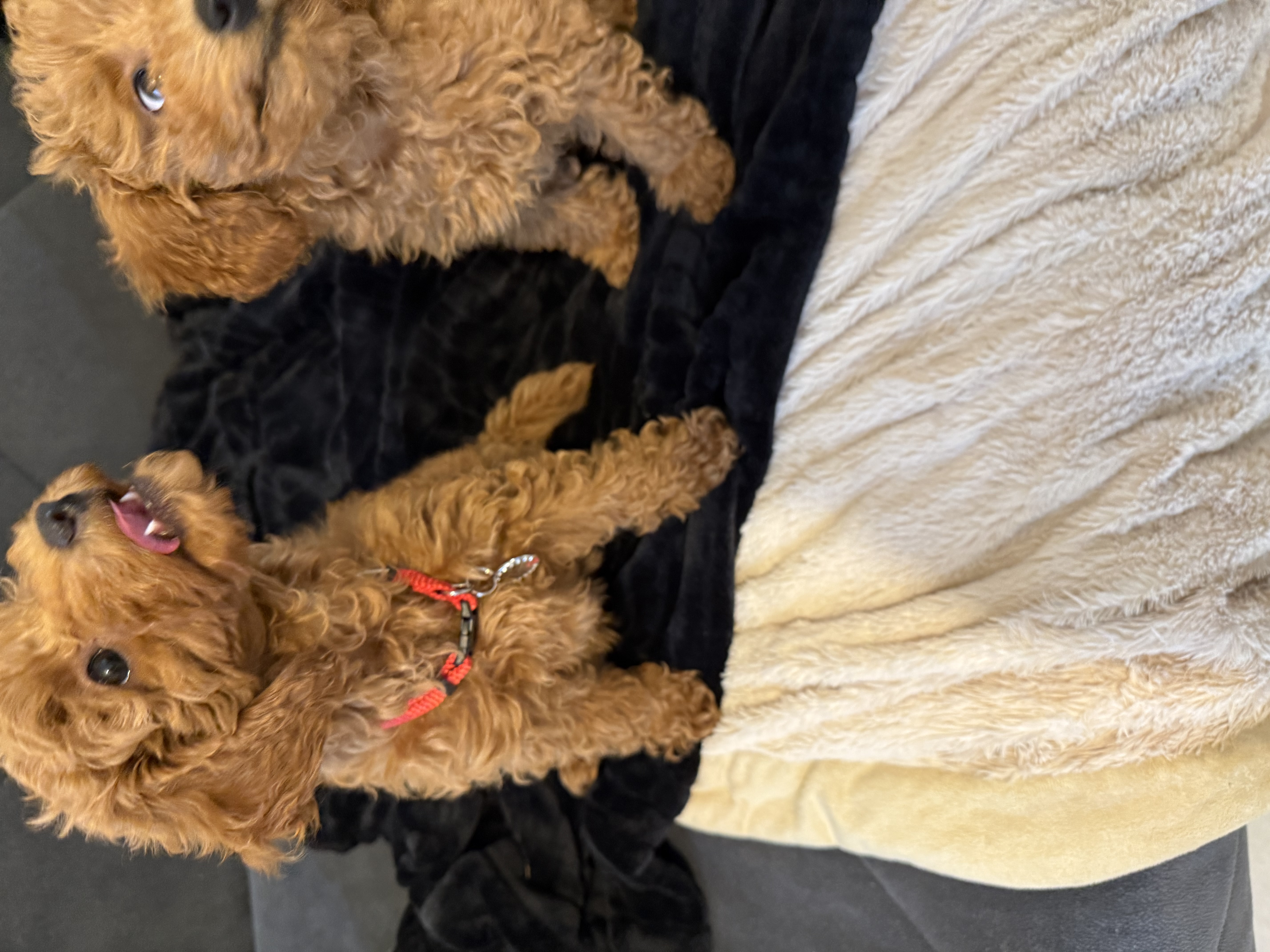 למכירה………????
פודלית טוי יפיפיה
בת חודשיים וחצי.
מחוסנת חיסון ראשון
כל הקודם זו