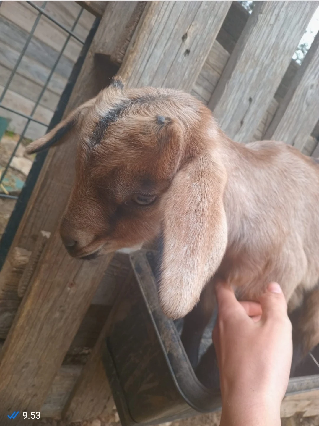 עיזה, המלטה ראשונה ושתי גדעיות שלה זכר ונקבה (חמש שבועות) למכירה 1500₪. אפשר גם 